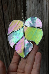 Image 2 of Iridescent Lime Mini Monstera