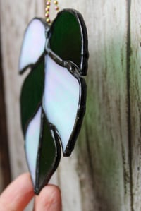 Image 3 of Dark Green and White Iridescent Mini Monstera