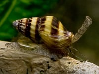 Assassin Snail