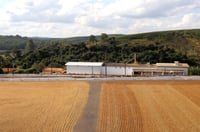 Image 5 of Brasilien - Fazenda Cerrado Grande - Pulped Natural Yellow Bourbon - Filter