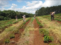 Image 3 of Brasilien - Fazenda Cerrado Grande - Pulped Natural Yellow Bourbon - Filter