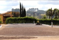 Image 4 of Brasilien - Fazenda Cerrado Grande - Pulped Natural Yellow Bourbon - Filter