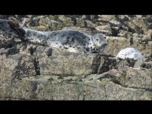 'Farne Islands Seal' Linocut Print