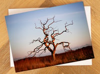 Snape Suffolk Greeting Card. Dead Tree in Snape Marshes.