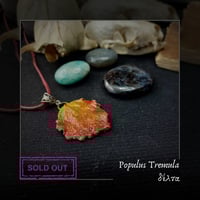 Image 8 of ☽ Populus Tremula ☾