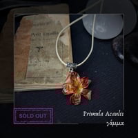 Image 3 of ☽ Primula Acaulis ☾