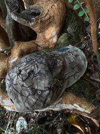 Image 4 of nematode_recognition