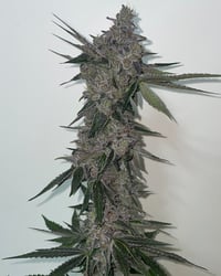 Image 3 of Red Velvet x Banana Split