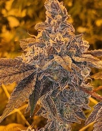 Image 2 of LA Cake x Banana Split