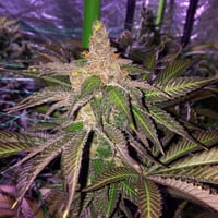 Image 3 of LA Cake x Banana Split
