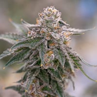 Image 2 of Grape Gas x Banana Split