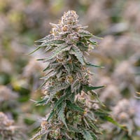 Image 3 of Grape Gas x Banana Split