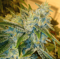 Image 2 of BTY OG x Banana Split