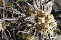 Image 3 of BTY OG x Banana Split