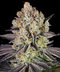 Image 2 of Runtz x Banana Split