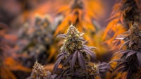 Image 3 of Runtz x Banana Split