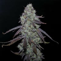 Image 3 of Waiting Game x Banana Split
