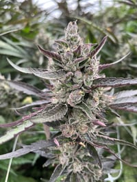 Image 2 of Delicata Cookies x Banana Split