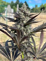Image 2 of Modified Grapes x Banana Split