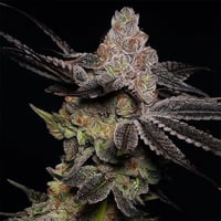 Image 3 of Modified Grapes x Banana Split