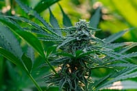Image 2 of Cel-Ray x Banana Split