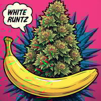 Image 1 of White Runtz x Banana Split 