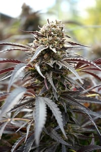 Image 2 of White Runtz x Banana Split 
