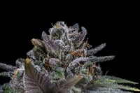 Image 3 of White Runtz x Banana Split 