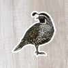 Quail Sticker