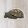 Desert Tortoise Sticker