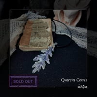 Image 3 of ☽ Quercus Cerris ☾