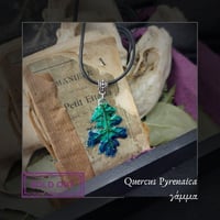Image 2 of ☽ Quercus Pyrenaica ☾