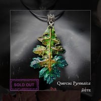 Image 1 of ☽ Quercus Pyrenaica ☾