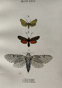 Image 3 of Butterflies and moths shown to the children