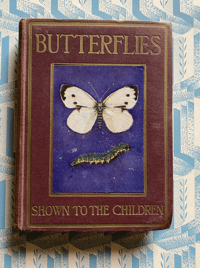 Image 1 of Butterflies and moths shown to the children