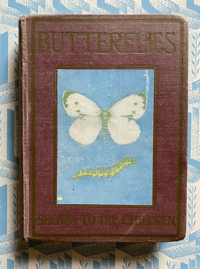 Image 2 of Butterflies and moths shown to the children