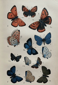 Image 4 of British Butterflies by W.S Coleman