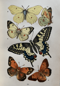 Image 5 of British Butterflies by W.S Coleman