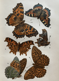 Image 6 of British Butterflies by W.S Coleman