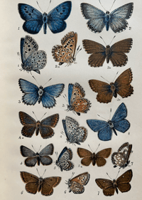 Image 7 of British Butterflies by W.S Coleman