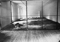 Image 4 of JOSEPH BEUYS - COYOTE - BY CAROLINE TISDALL