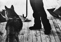 Image 5 of JOSEPH BEUYS - COYOTE - BY CAROLINE TISDALL