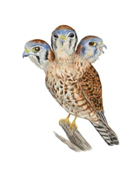 Image 1 of Giclée Print 11"x14" Three-headed American Kestrel 