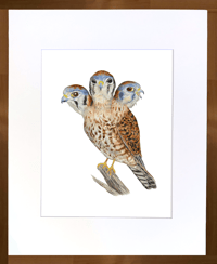 Image 2 of Giclée Print 11"x14" Three-headed American Kestrel 