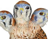 Image 3 of Giclée Print 11"x14" Three-headed American Kestrel 