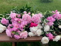 Image 1 of For Love of Peonies 