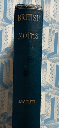 Image 3 of British Moths