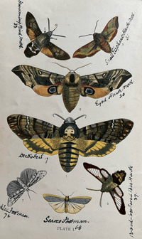 Image 5 of British Moths