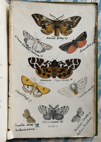 Image 2 of British Moths