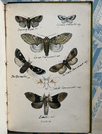 Image 7 of British Moths